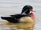 American Wood Duck (WWT Slimbridge March 2012) - pic by Nigel Key